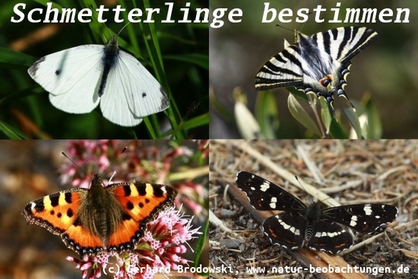 Bilder zur Bestimmung von Schmetterlingen